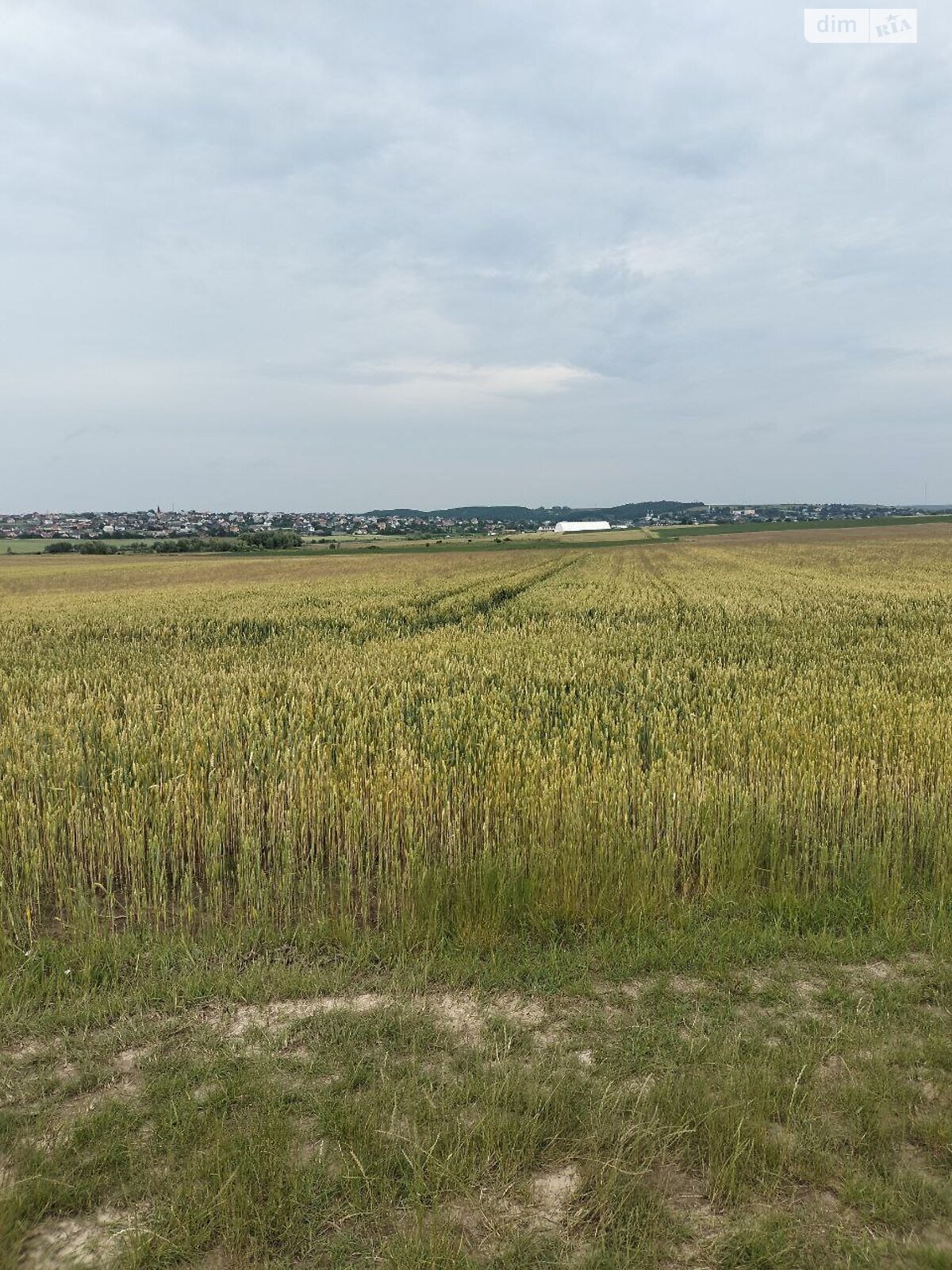 Земельный участок сельскохозяйственного назначения в Корнине, площадь 2.39 Га фото 1