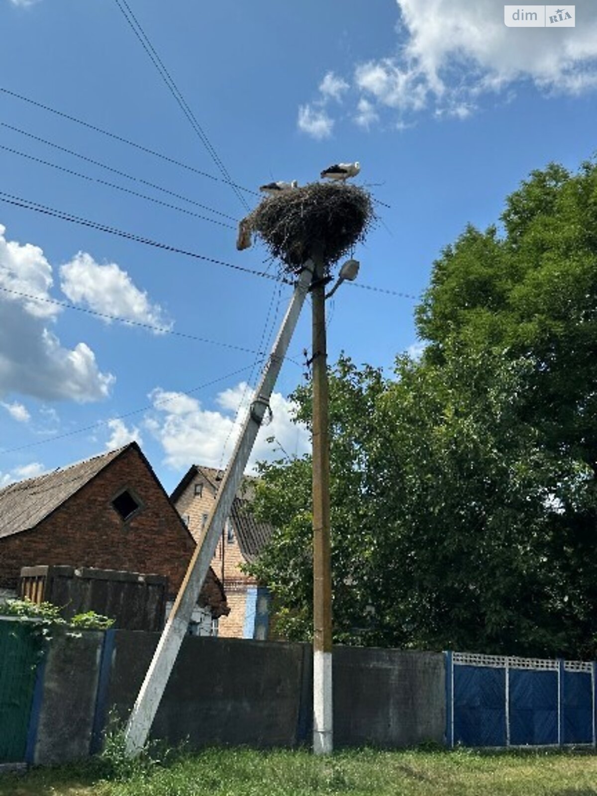 Земельна ділянка сільськогосподарського призначення в Королівці, площа 24 сотки фото 1