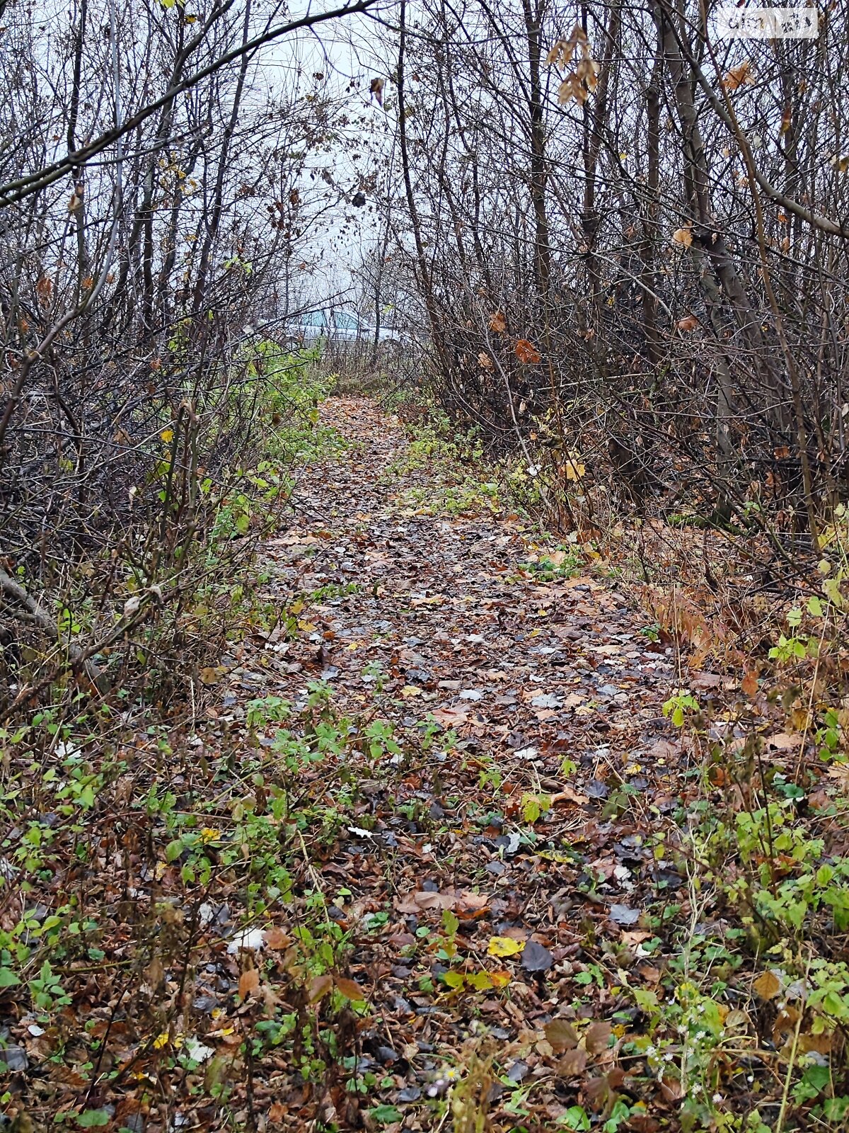 Земельный участок сельскохозяйственного назначения в Корысти, площадь 40.25 сотки фото 1