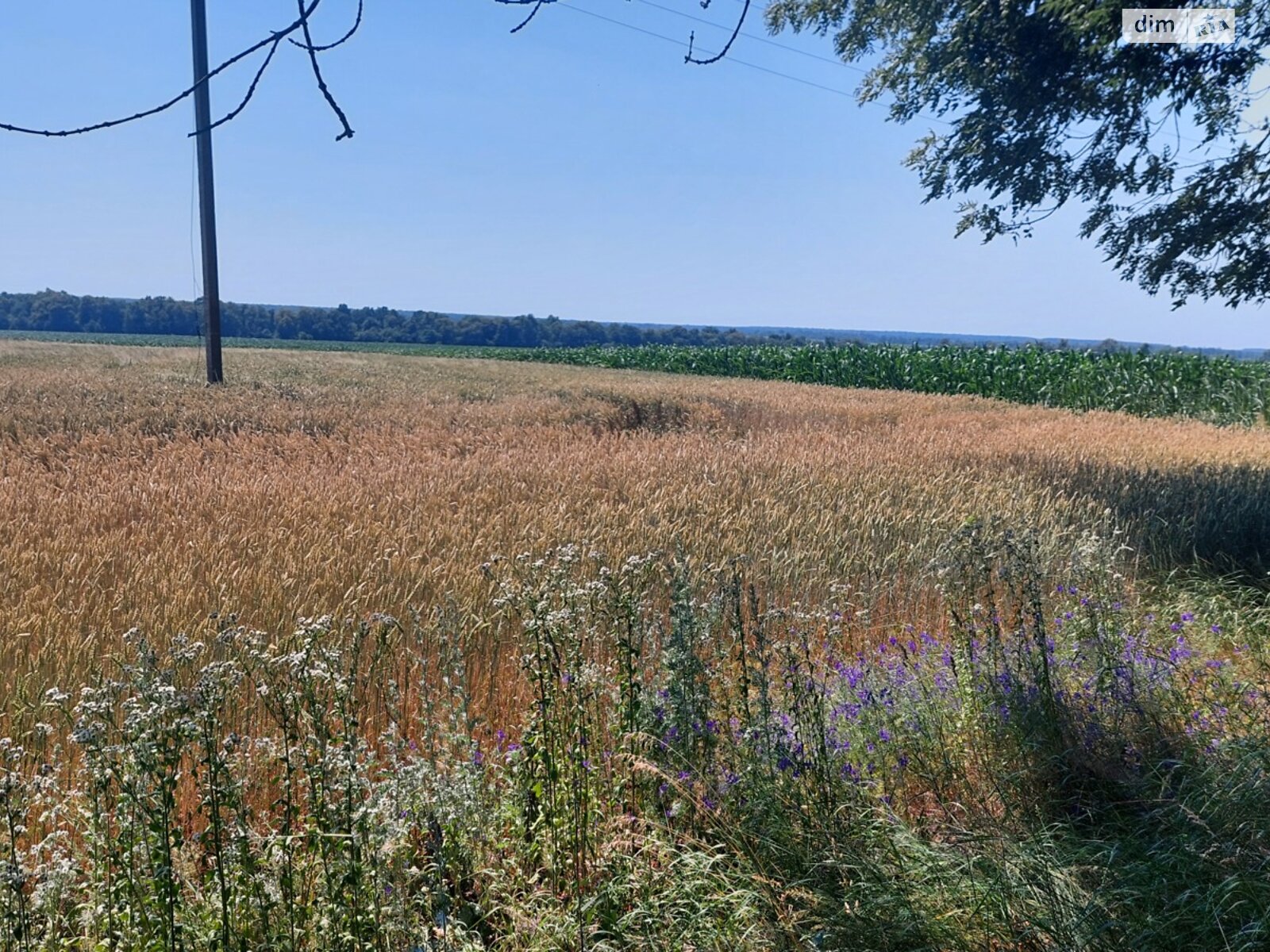 Земельный участок сельскохозяйственного назначения в Ксаверовке, площадь 1.419 Га фото 1 Земельный участок сельскохозяйственного назначения в Ксаверовке, площадь 1.419 Га фото 1