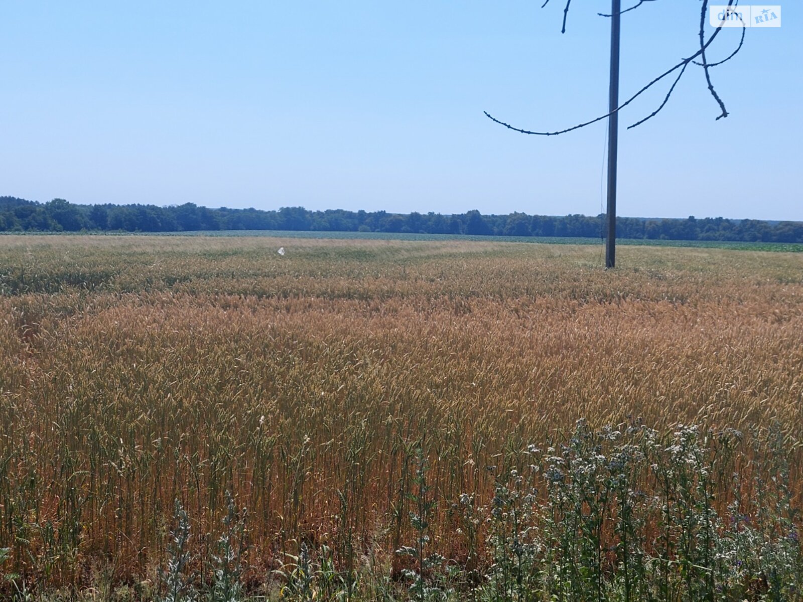 Земельный участок сельскохозяйственного назначения в Ксаверовке, площадь 1.419 Га фото 1 Земельный участок сельскохозяйственного назначения в Ксаверовке, площадь 1.419 Га фото 1