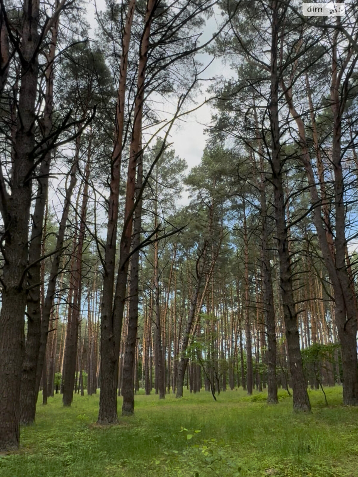 Земельна ділянка сільськогосподарського призначення в Кульчині, площа 26.44 сотки фото 1 Земельна ділянка сільськогосподарського призначення в Кульчині, площа 26.44 сотки фото 1