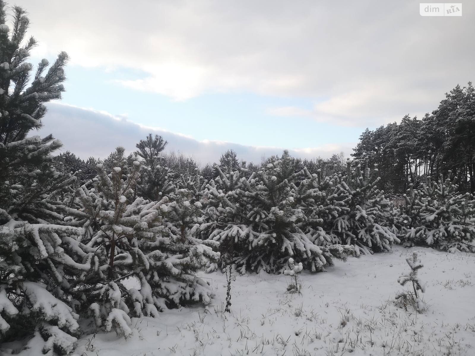 Земельна ділянка сільськогосподарського призначення в Кульчині, площа 26.44 сотки фото 1 Земельна ділянка сільськогосподарського призначення в Кульчині, площа 26.44 сотки фото 1