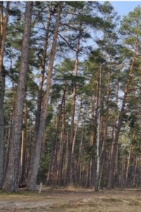 Земельный участок сельскохозяйственного назначения в Лебедевке, площадь 67.56 сотки фото 2