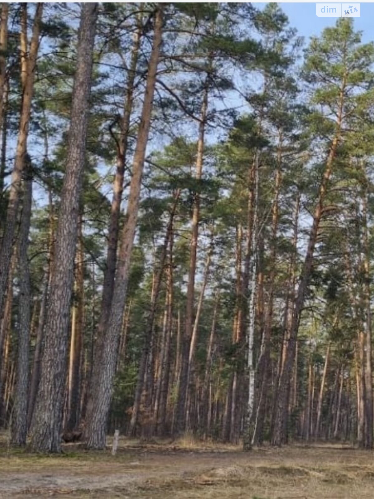 Земельный участок сельскохозяйственного назначения в Лебедевке, площадь 67.56 сотки фото 1