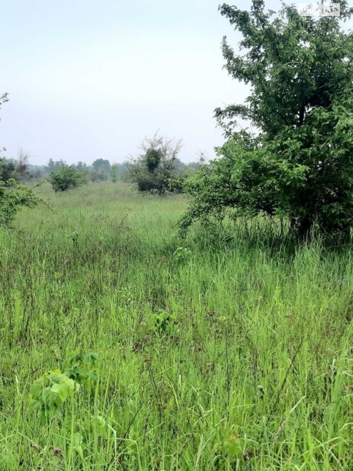 Земельна ділянка сільськогосподарського призначення в Лісне, площа 20 соток фото 1