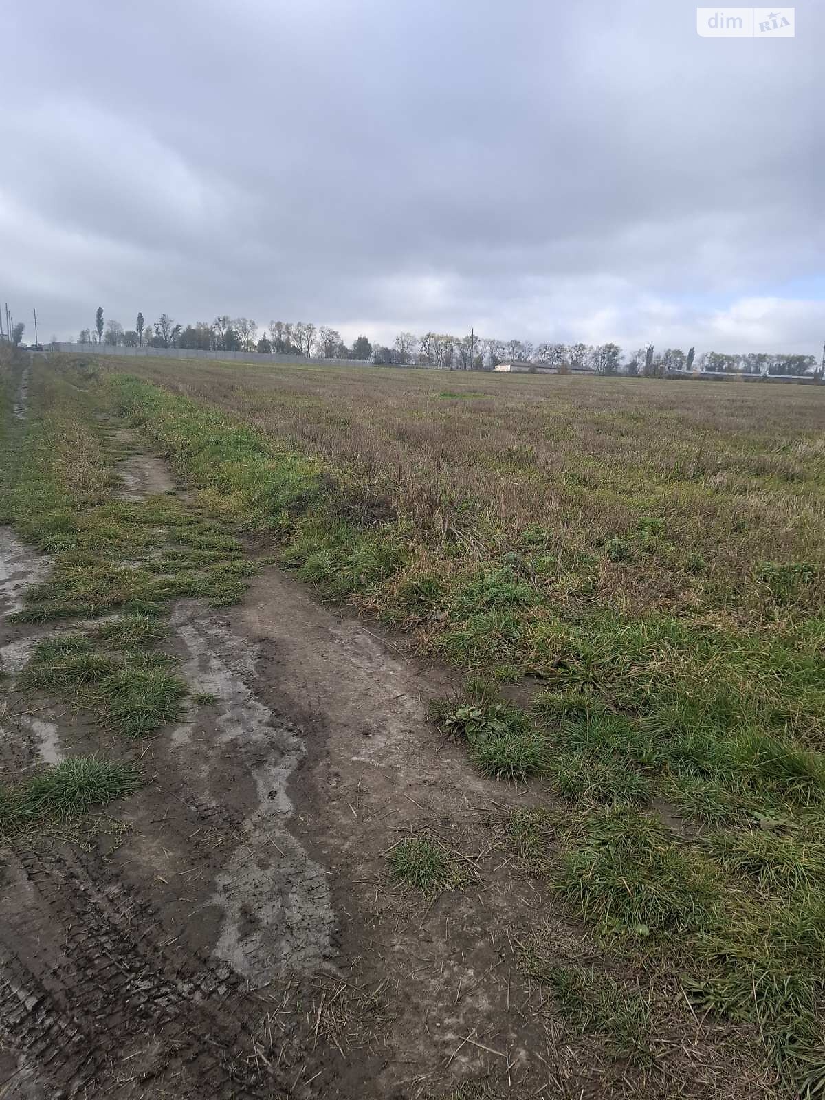 Земельна ділянка сільськогосподарського призначення в Лісових Гринівцях, площа 24.32 сотки фото 1