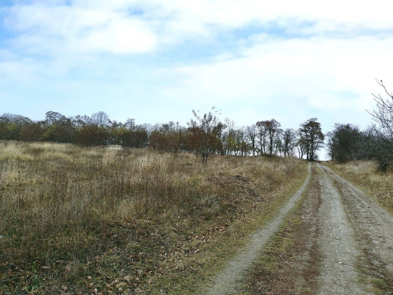 Земельна ділянка сільськогосподарського призначення в Лісових Гринівцях, площа 10 соток фото 1