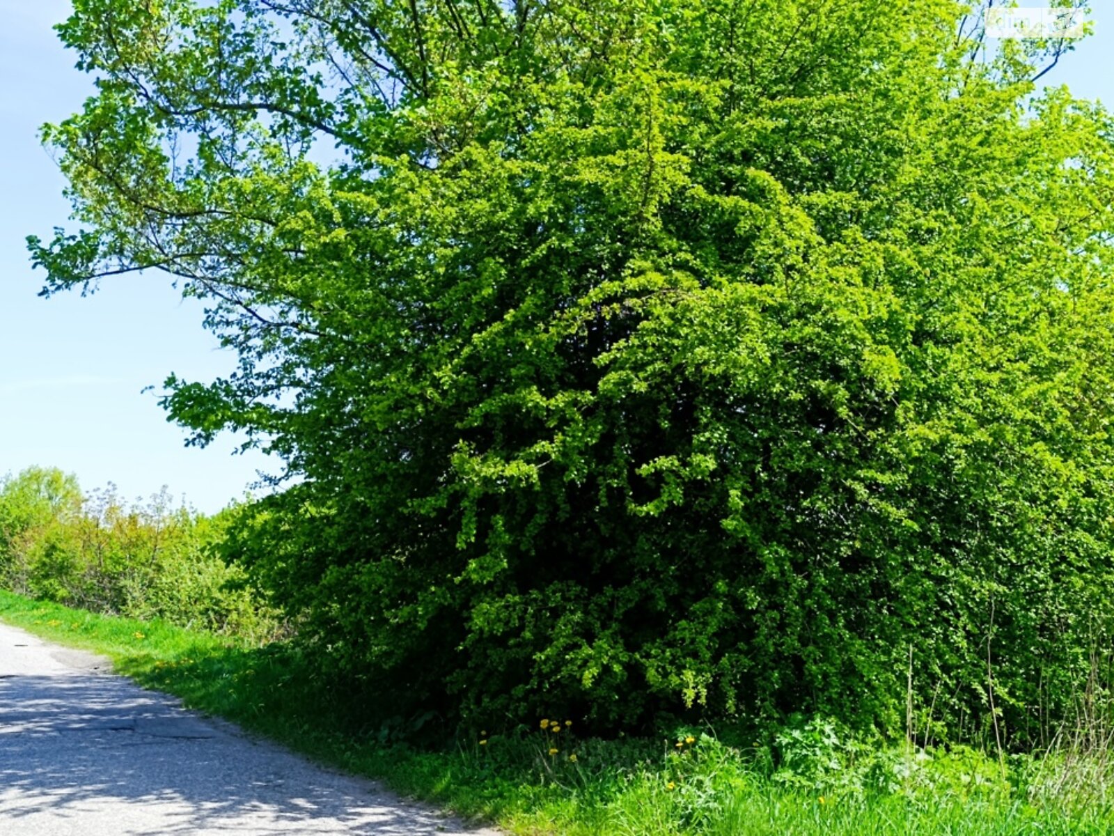 Земельна ділянка сільськогосподарського призначення в Луці-Мелешківській, площа 2.13 Га фото 1