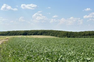 Земельна ділянка сільськогосподарського призначення в Луці-Мелешківській, площа 381.57 сотки фото 2