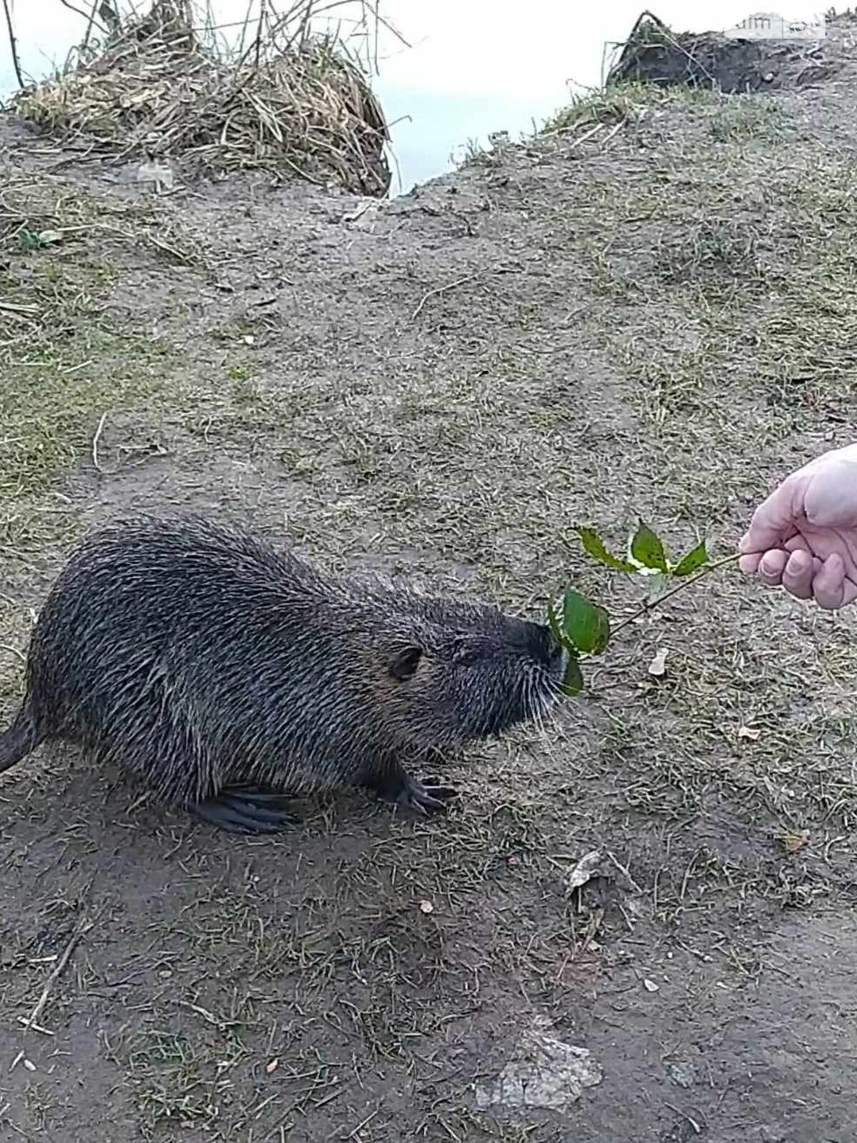 Земля сільськогосподарського призначення в Львові, район Клепарів, площа 8 соток фото 1 Земля сільськогосподарського призначення в Львові, район Клепарів, площа 8 соток фото 1