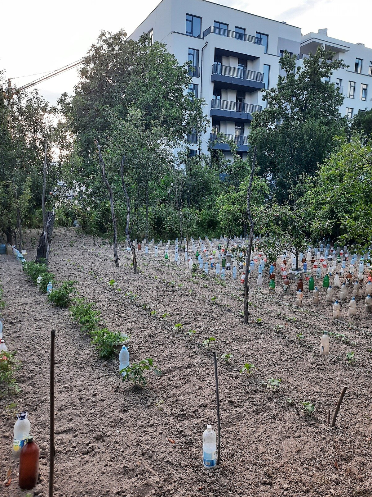 Земля сельскохозяйственного назначения в Львове, район Сыховский, площадь 6 соток фото 1
