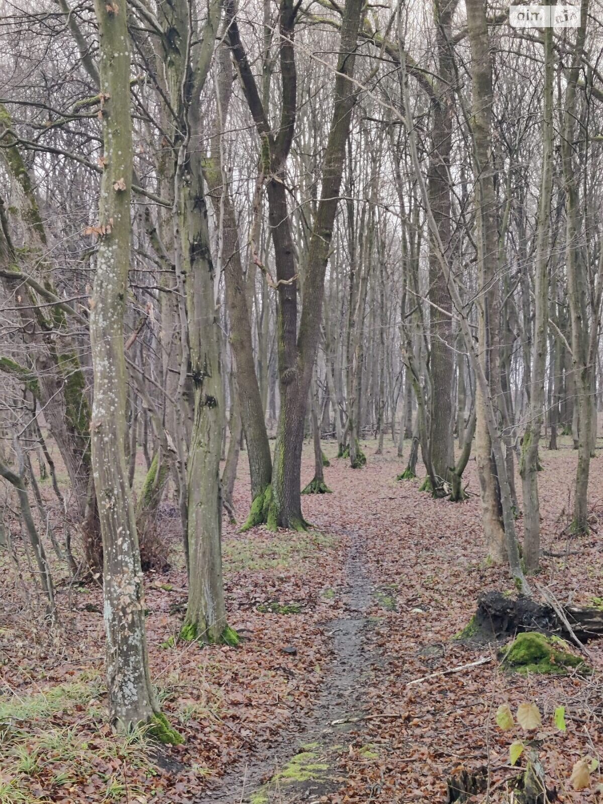Земельна ділянка сільськогосподарського призначення в Львові, площа 5.3 сотки фото 1