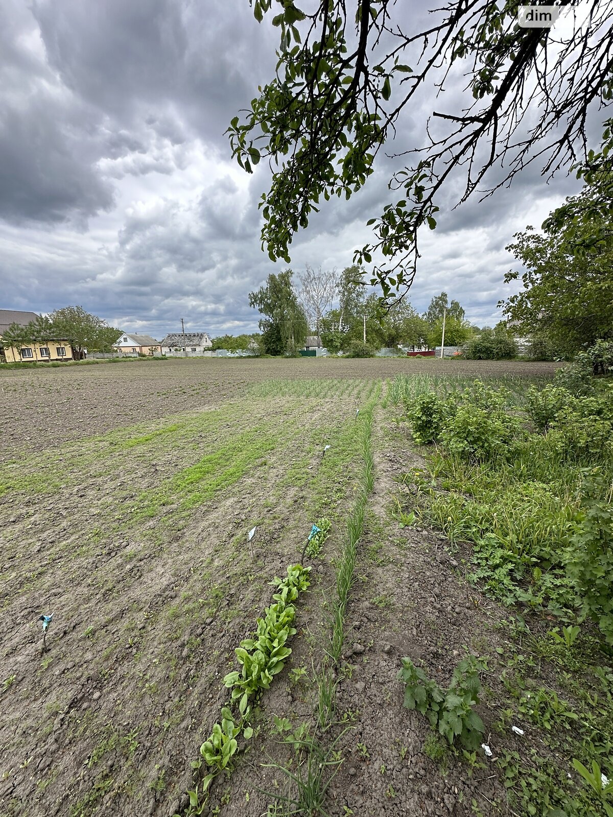 Земельный участок сельскохозяйственного назначения в Малой Ольшанке, площадь 61 сотка фото 1