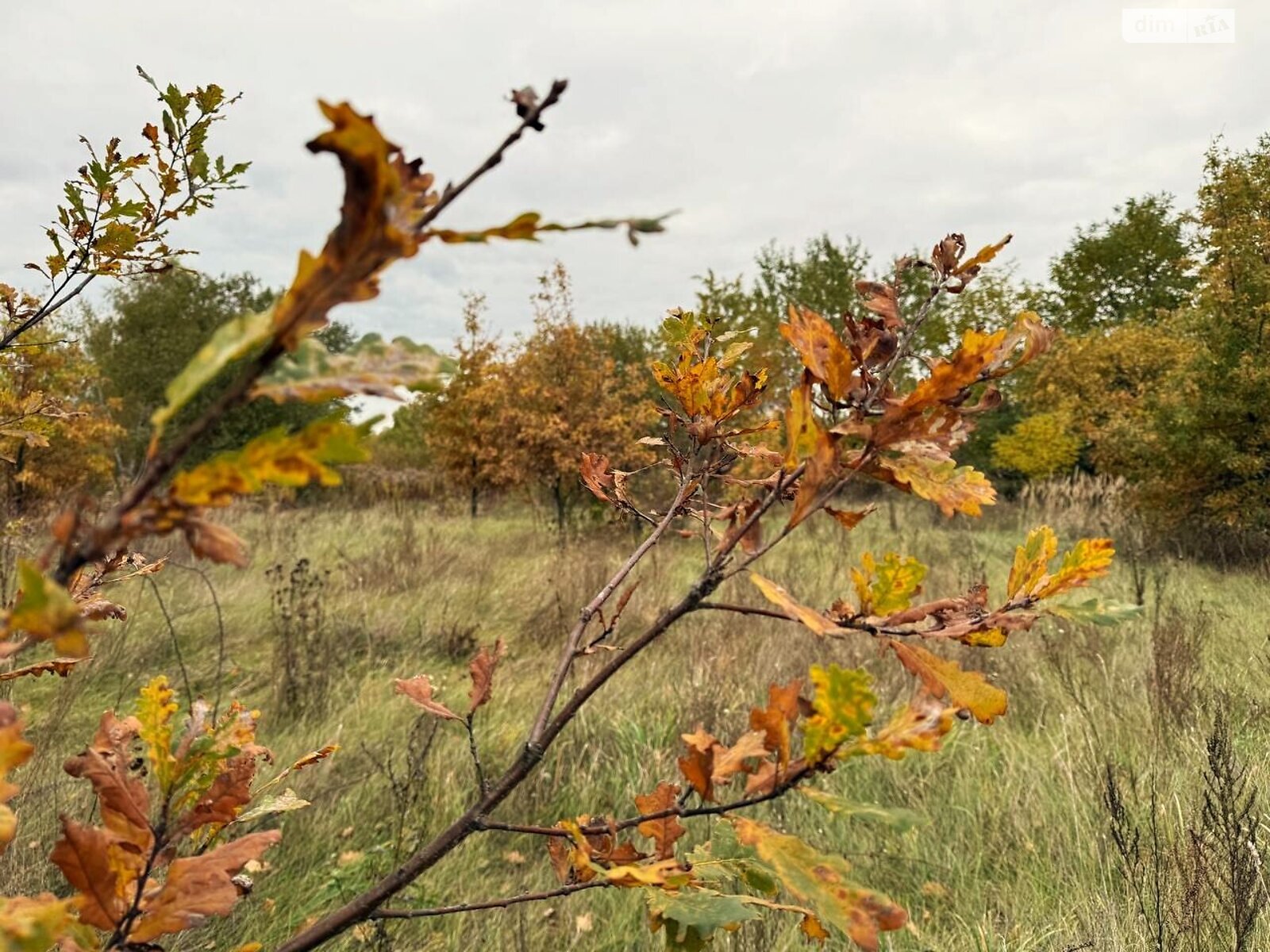 Земельный участок сельскохозяйственного назначения в Михайловке-Рубежовке, площадь 1.0616 Га фото 1
