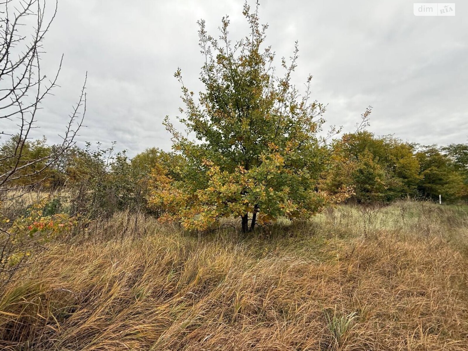 Земельный участок сельскохозяйственного назначения в Михайловке-Рубежовке, площадь 1.0616 Га фото 1