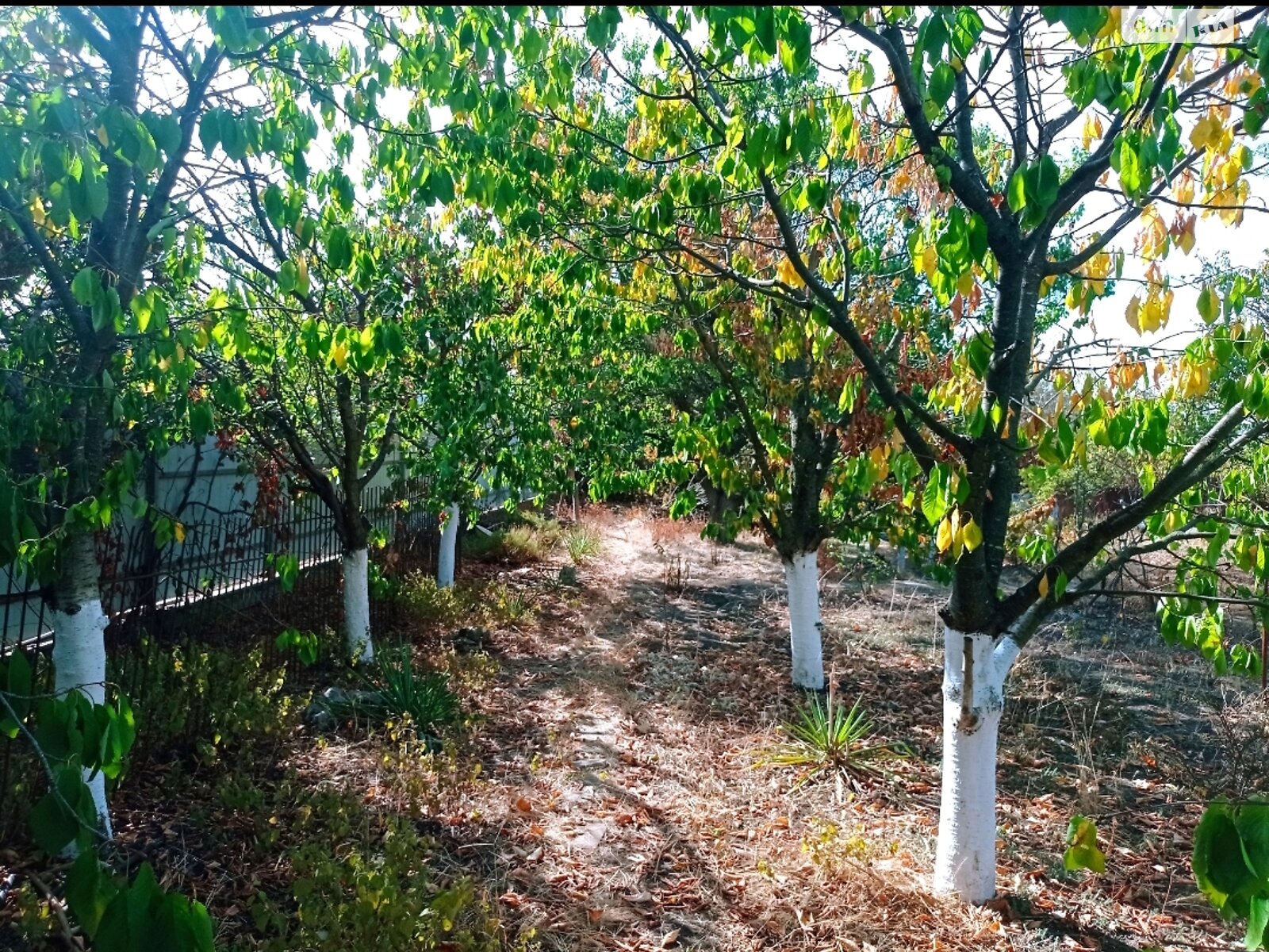 Земельна ділянка сільськогосподарського призначення в Молодіжному, площа 6.15 сотки фото 1