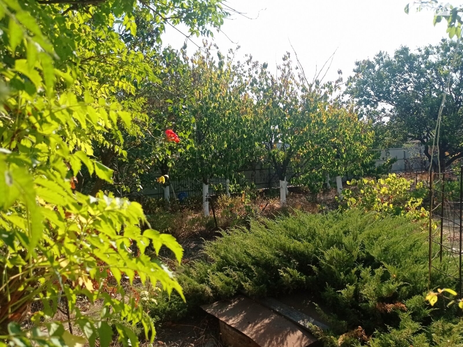 Земельна ділянка сільськогосподарського призначення в Молодіжному, площа 6.15 сотки фото 1