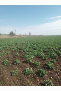 Земельный участок сельскохозяйственного назначения в Мостище, площадь 232 сотки фото 1 Земельный участок сельскохозяйственного назначения в Мостище, площадь 232 сотки фото 1