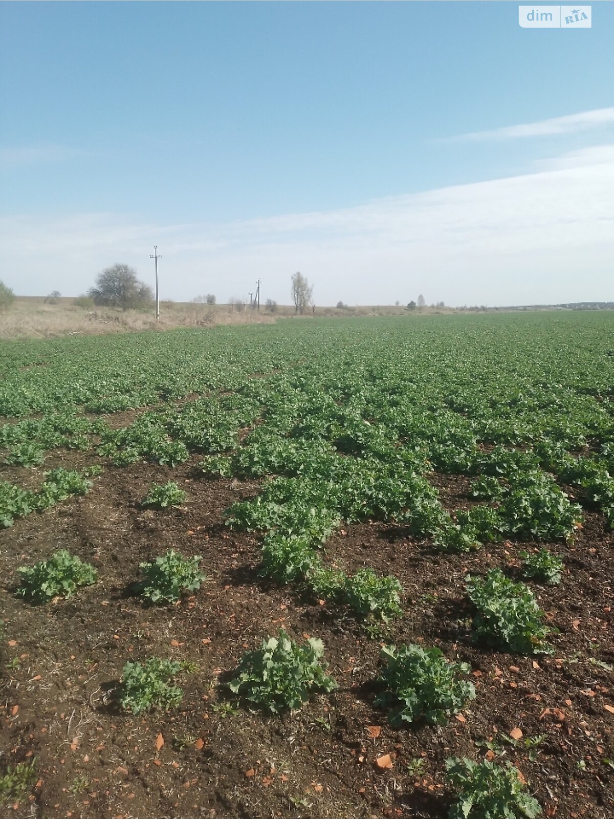 Земельный участок сельскохозяйственного назначения в Мостище, площадь 232 сотки фото 1 Земельный участок сельскохозяйственного назначения в Мостище, площадь 232 сотки фото 1