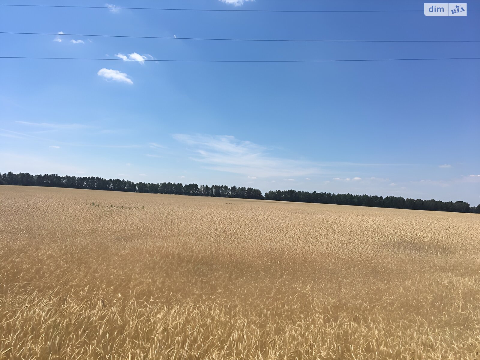 Земельна ділянка сільськогосподарського призначення в Наливайківці, площа 2.0002 Га фото 1 Земельна ділянка сільськогосподарського призначення в Наливайківці, площа 2.0002 Га фото 1