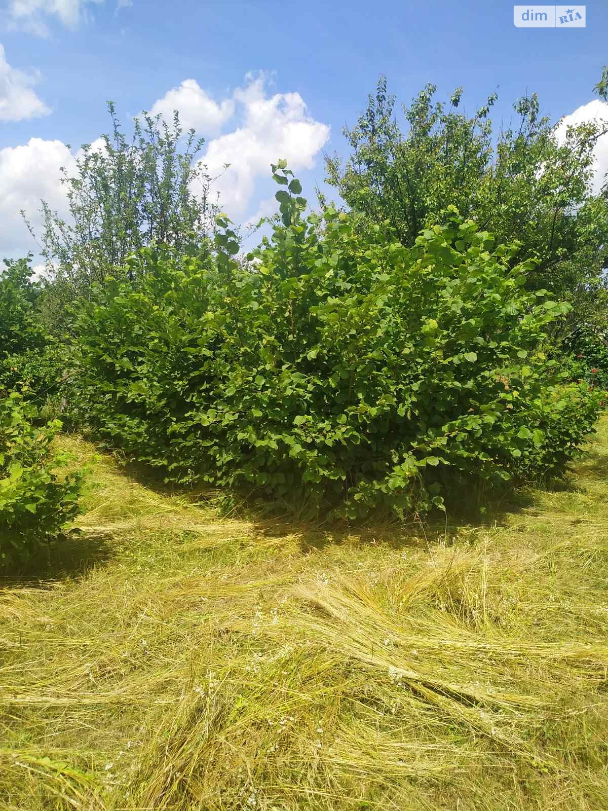 Земельна ділянка сільськогосподарського призначення в Некрасове, площа 5 соток фото 1