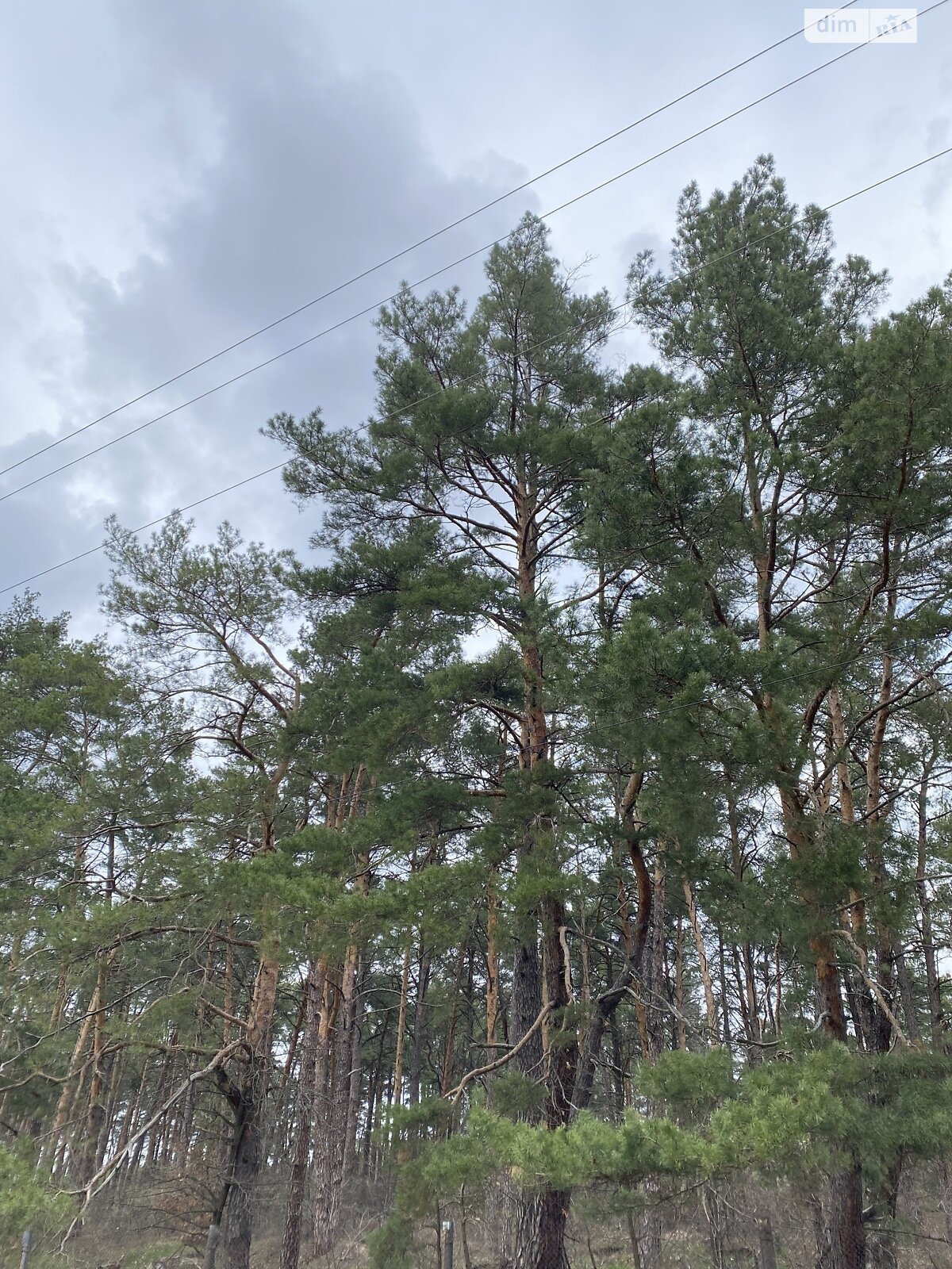 Земельна ділянка сільськогосподарського призначення в Новосілках, площа 25 соток фото 1 Земельна ділянка сільськогосподарського призначення в Новосілках, площа 25 соток фото 1