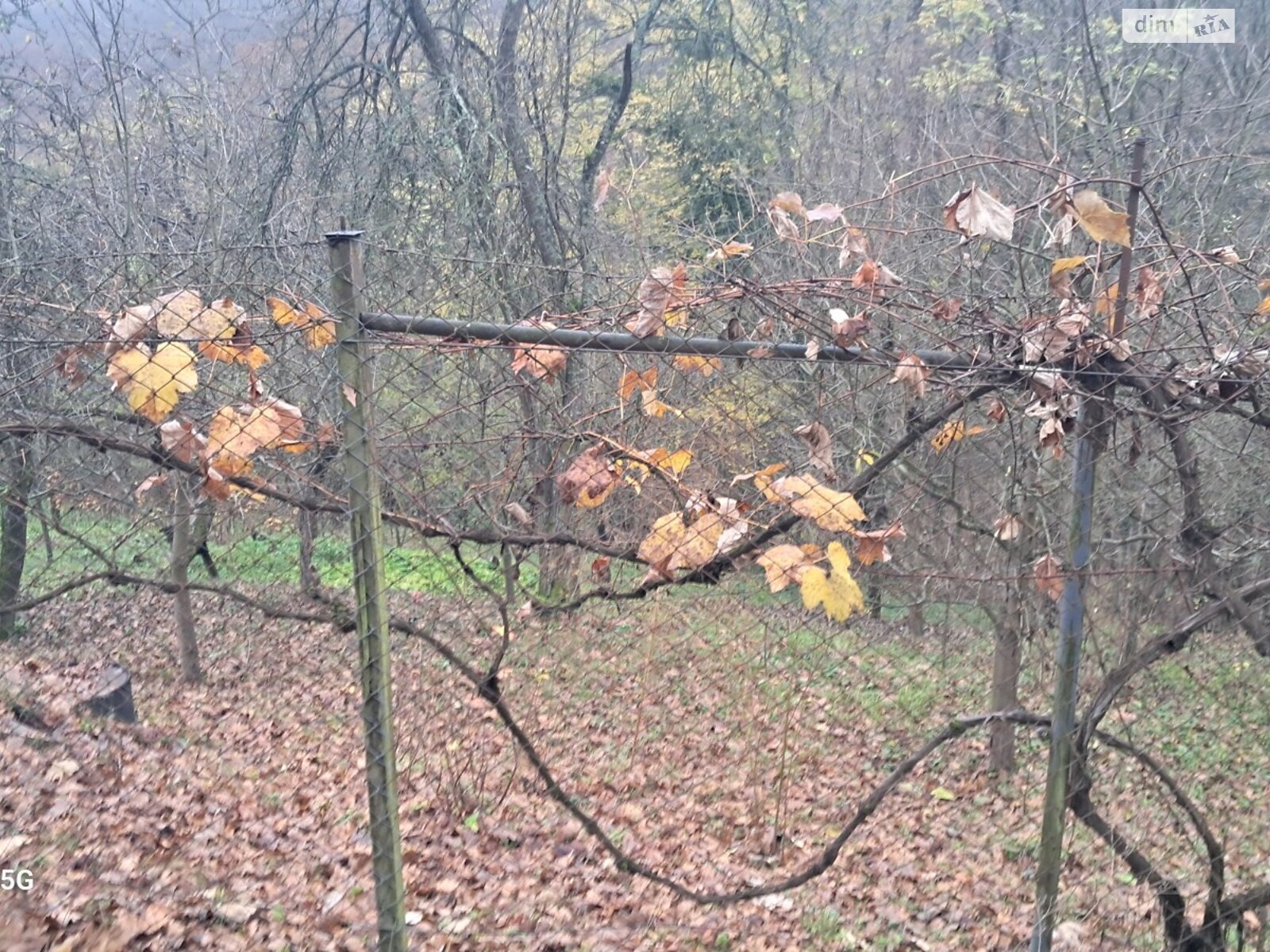 Земельна ділянка сільськогосподарського призначення в Оноківцях, площа 4.8 сотки фото 1