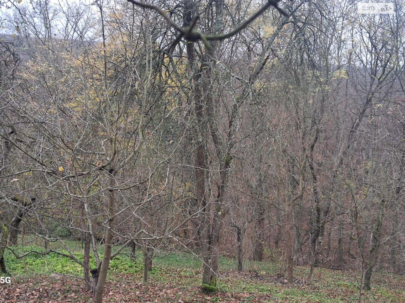 Земельна ділянка сільськогосподарського призначення в Оноківцях, площа 4.8 сотки фото 1