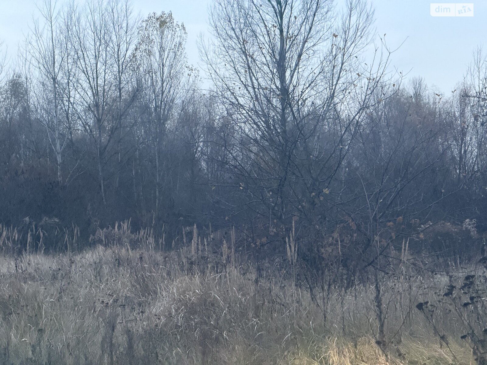 Земельный участок сельскохозяйственного назначения в Осещине, площадь 10 соток фото 1 Земельный участок сельскохозяйственного назначения в Осещине, площадь 10 соток фото 1