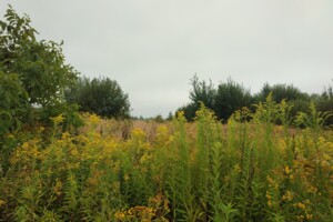 Земельный участок сельскохозяйственного назначения в Пасеки-Зубрицкие, площадь 24.64 сотки фото 2