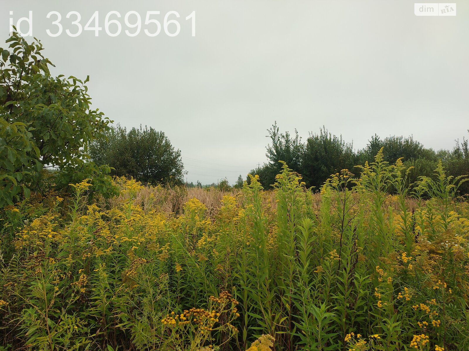 Земельный участок сельскохозяйственного назначения в Пасеки-Зубрицкие, площадь 24.64 сотки фото 1 Земельный участок сельскохозяйственного назначения в Пасеки-Зубрицкие, площадь 24.64 сотки фото 1