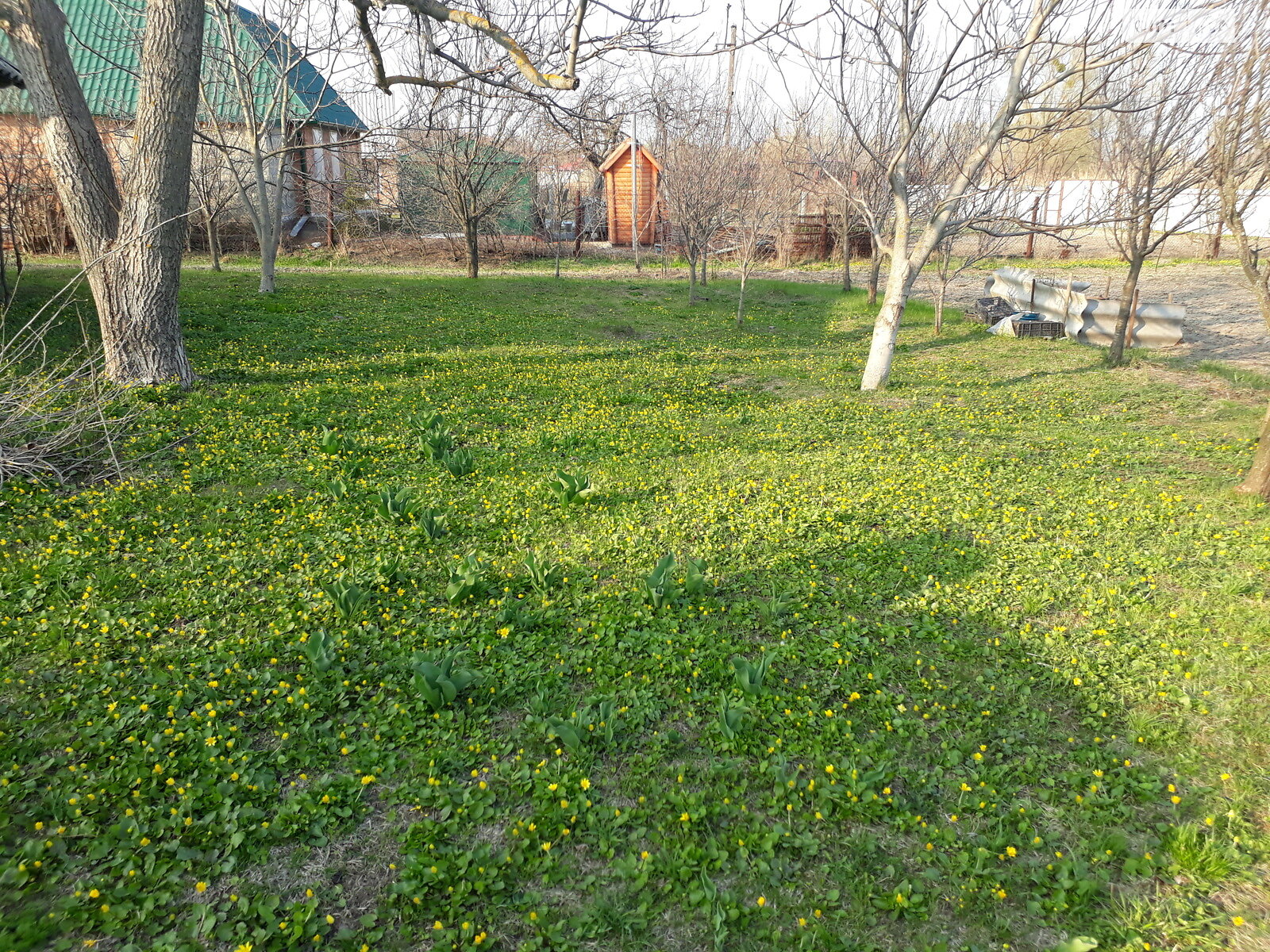 Земельна ділянка сільськогосподарського призначення в Патлаївці, площа 35 соток фото 1