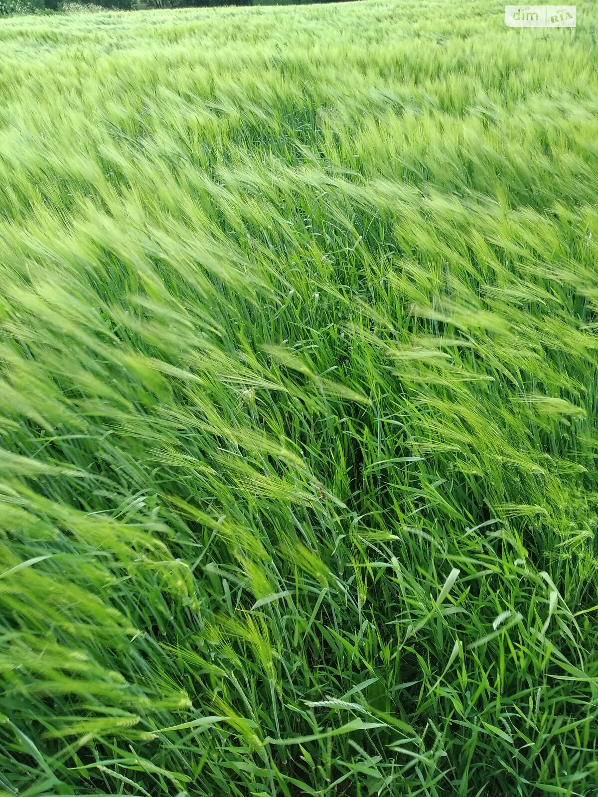 Земельный участок сельскохозяйственного назначения в Паволоче, площадь 7.0356 Га фото 1 Земельный участок сельскохозяйственного назначения в Паволоче, площадь 7.0356 Га фото 1