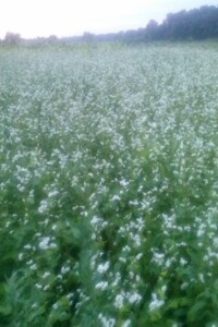 Земельный участок сельскохозяйственного назначения в Паволоче, площадь 7.0356 Га фото 2