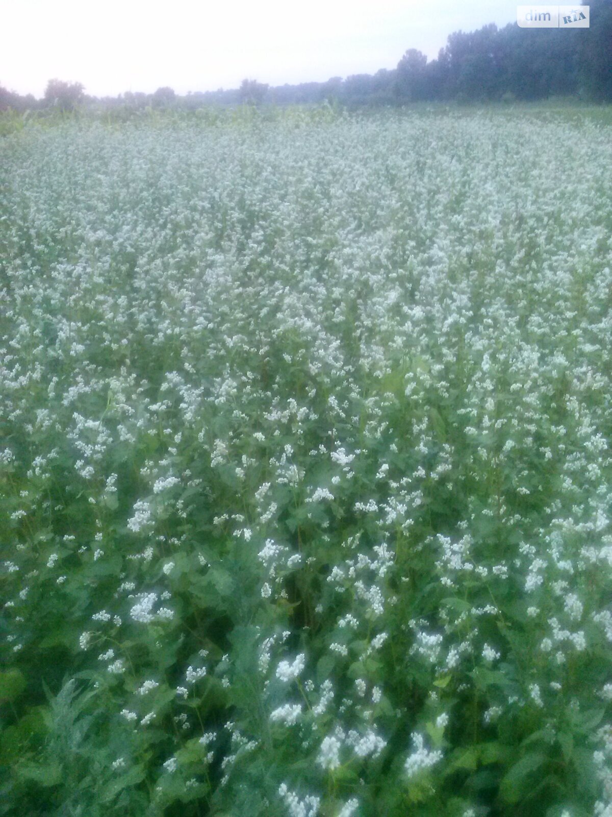 Земельный участок сельскохозяйственного назначения в Паволоче, площадь 7.0356 Га фото 1 Земельный участок сельскохозяйственного назначения в Паволоче, площадь 7.0356 Га фото 1