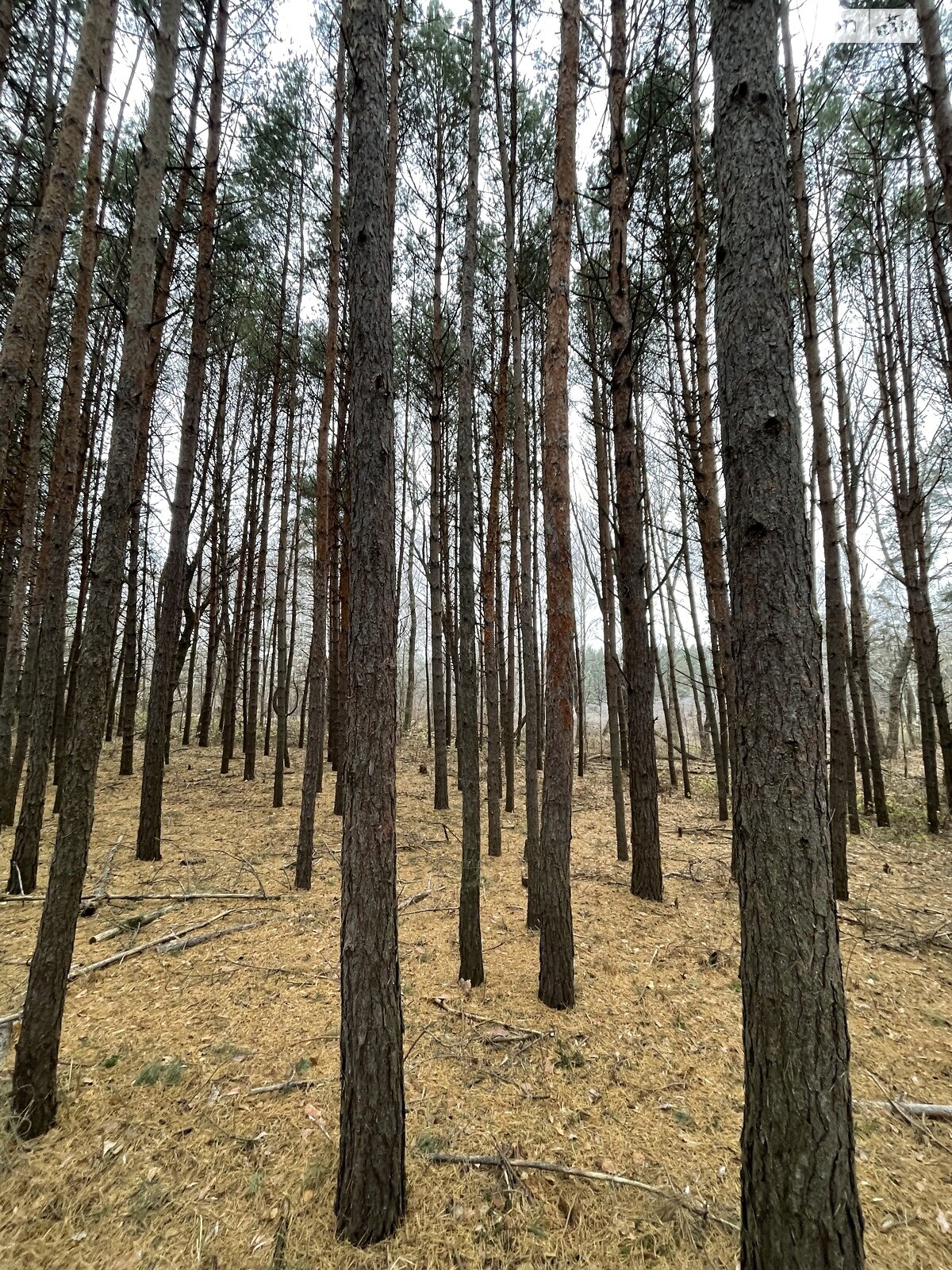 Земельна ділянка сільськогосподарського призначення в Стовп’ягах, площа 12 соток фото 1 Земельна ділянка сільськогосподарського призначення в Стовп’ягах, площа 12 соток фото 1