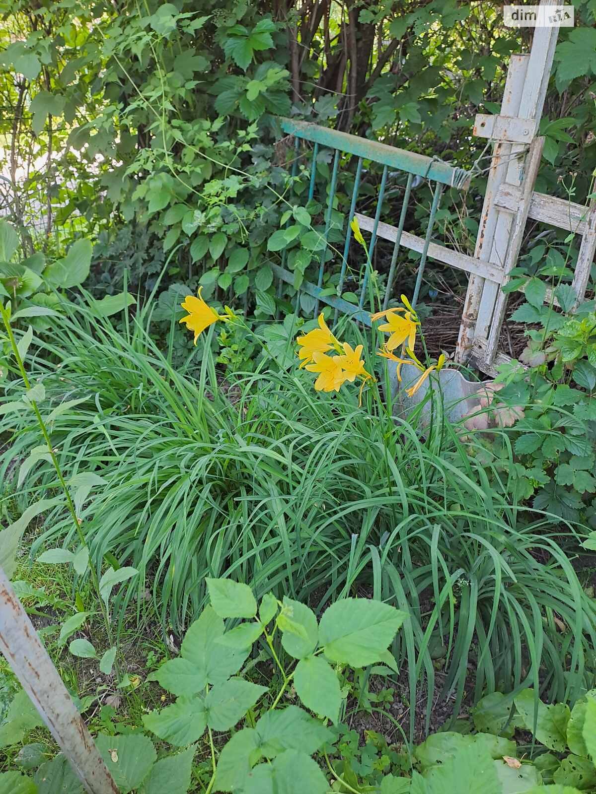 Земельна ділянка сільськогосподарського призначення в Петрику, площа 456 кв.м фото 1 Земельна ділянка сільськогосподарського призначення в Петрику, площа 456 кв.м фото 1