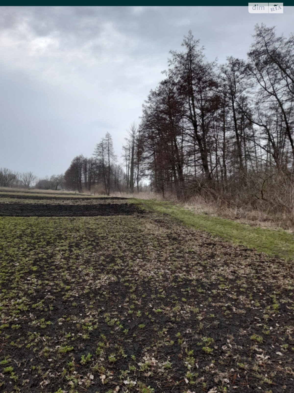 Земельна ділянка сільськогосподарського призначення в Писарівці, площа 11 соток фото 1 Земельна ділянка сільськогосподарського призначення в Писарівці, площа 11 соток фото 1