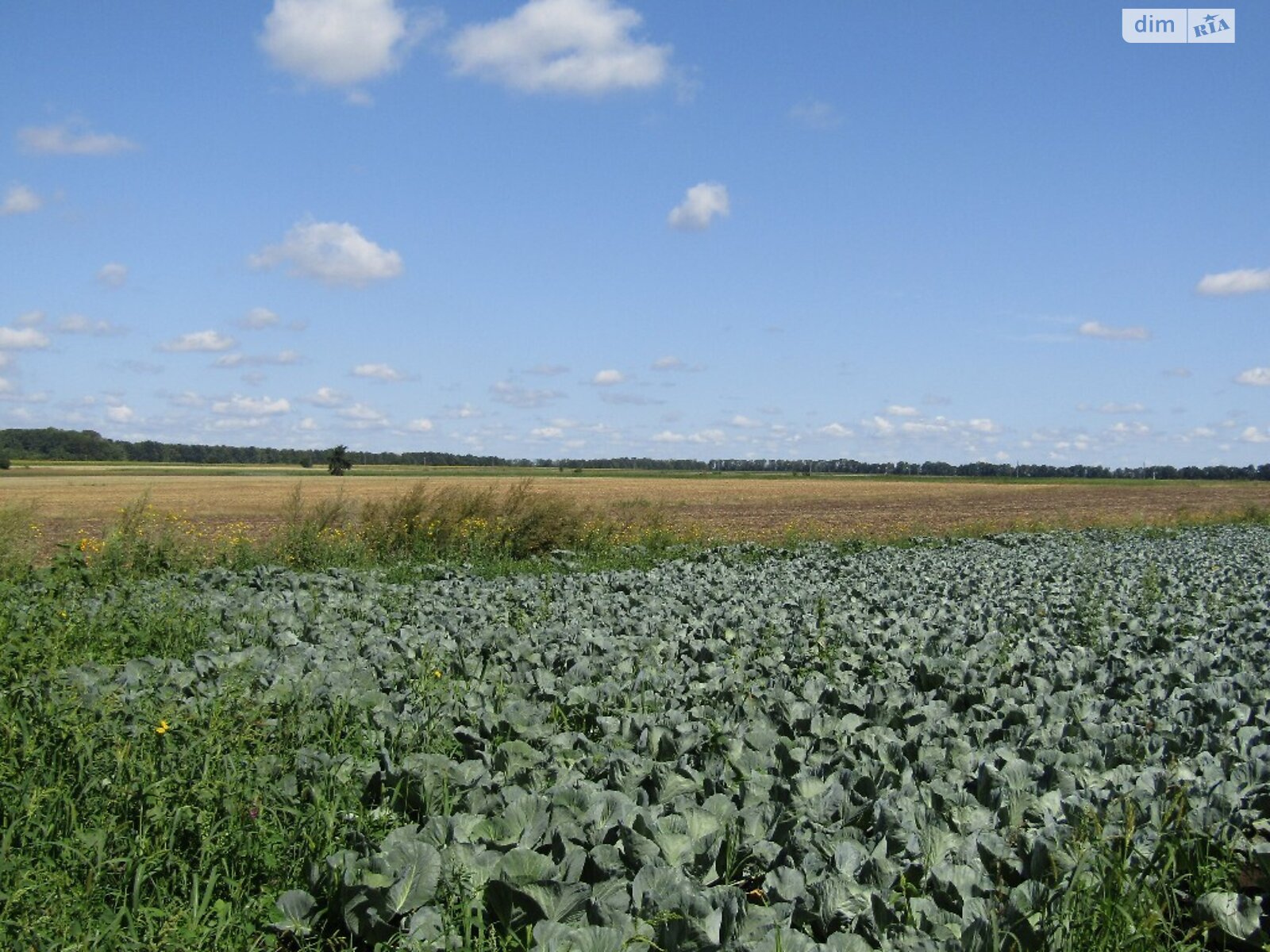 Земельный участок сельскохозяйственного назначения в Писаревке, площадь 1.76 Га фото 1