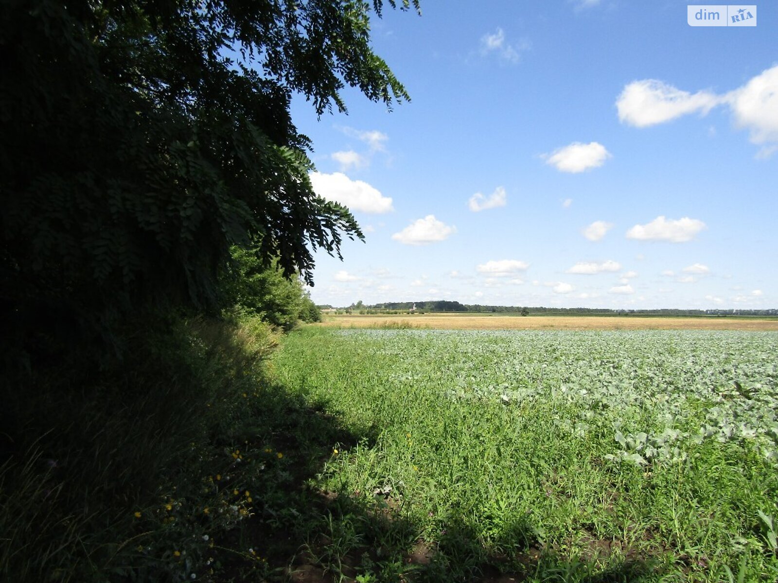 Земельный участок сельскохозяйственного назначения в Писаревке, площадь 1.76 Га фото 1