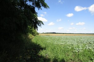 Земельный участок сельскохозяйственного назначения в Писаревке, площадь 350 соток фото 2
