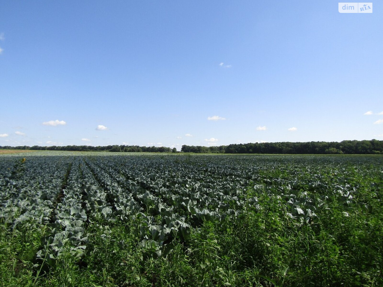 Земельный участок сельскохозяйственного назначения в Писаревке, площадь 350 соток фото 1