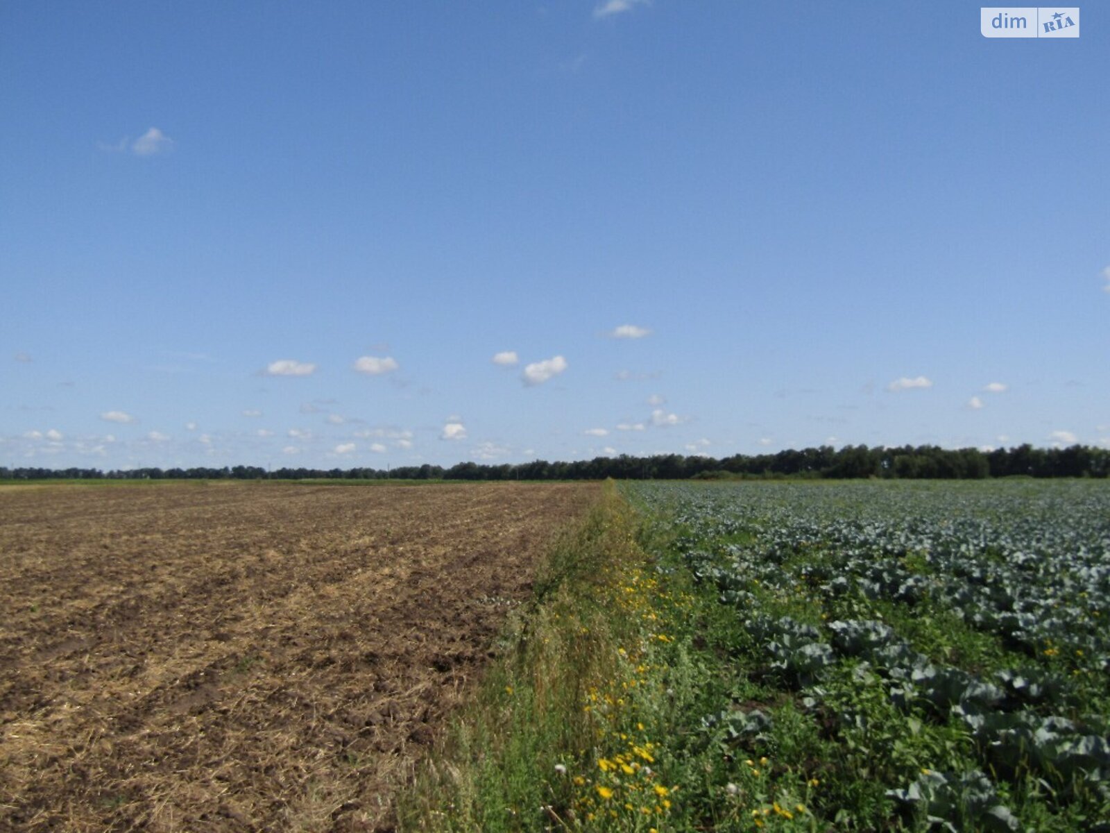Земельный участок сельскохозяйственного назначения в Писаревке, площадь 350 соток фото 1