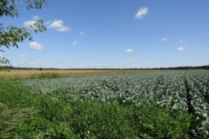 Земельна ділянка сільськогосподарського призначення в Писарівці, площа 540 соток фото 2