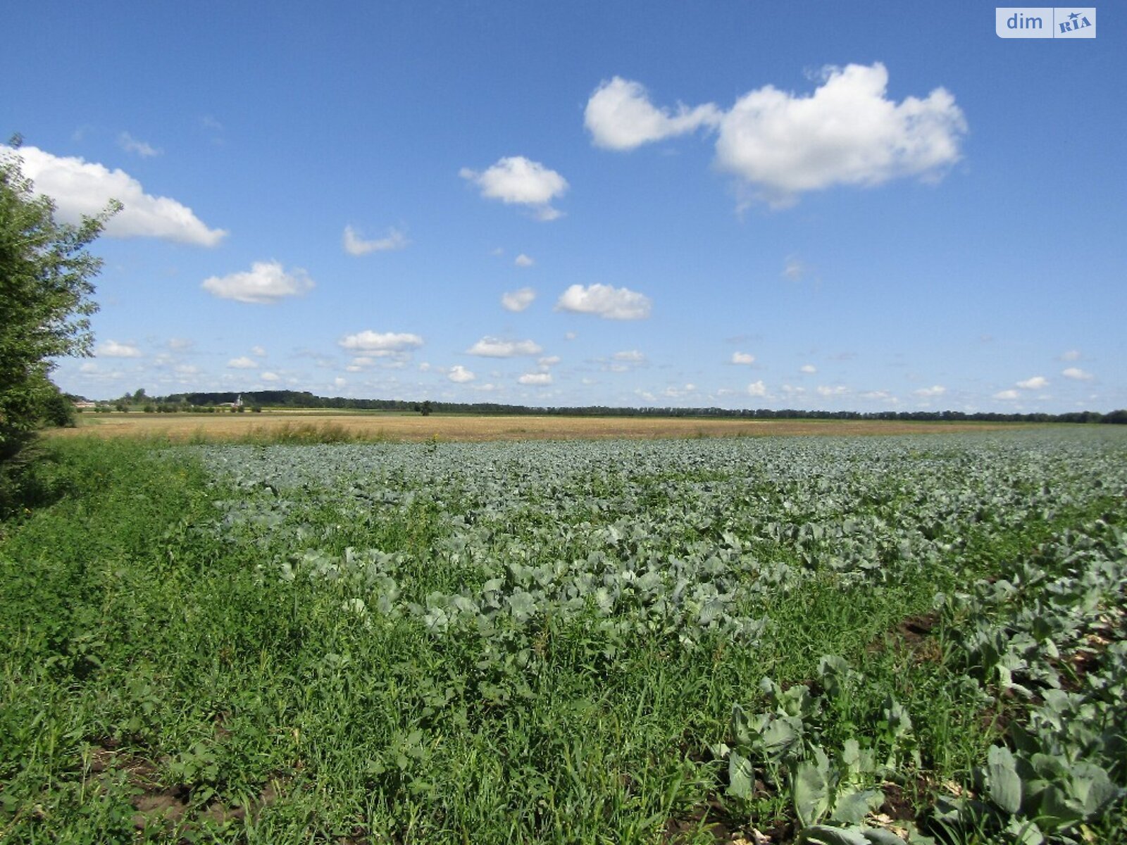 Земельна ділянка сільськогосподарського призначення в Писарівці, площа 540 соток фото 1