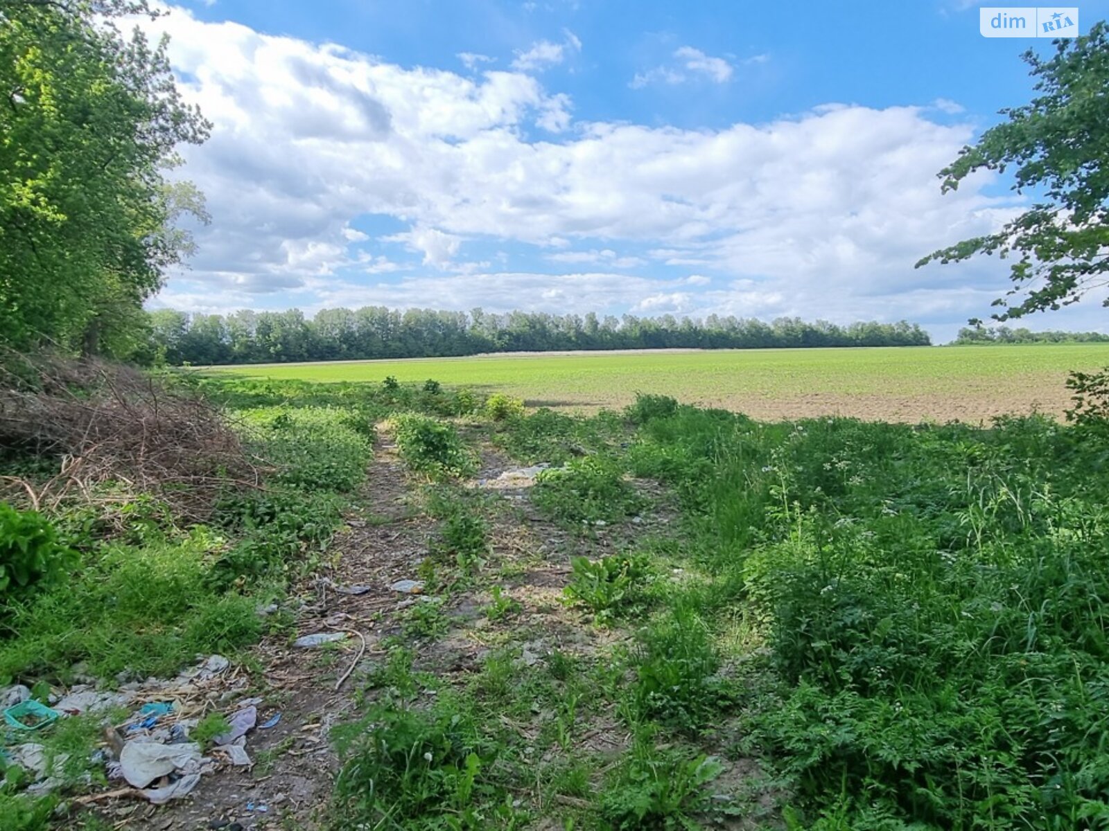 Земельный участок сельскохозяйственного назначения в Писаревке, площадь 1.58 Га фото 1
