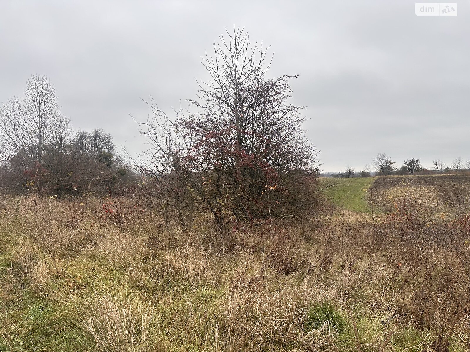 Земельный участок сельскохозяйственного назначения в Писаревке, площадь 16 соток фото 1 Земельный участок сельскохозяйственного назначения в Писаревке, площадь 16 соток фото 1