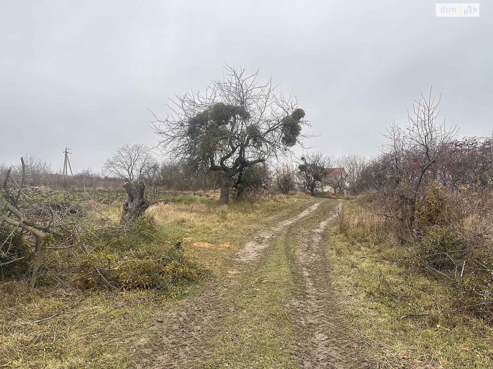 Земельный участок сельскохозяйственного назначения в Писаревке, площадь 16 соток фото 1 Земельный участок сельскохозяйственного назначения в Писаревке, площадь 16 соток фото 1