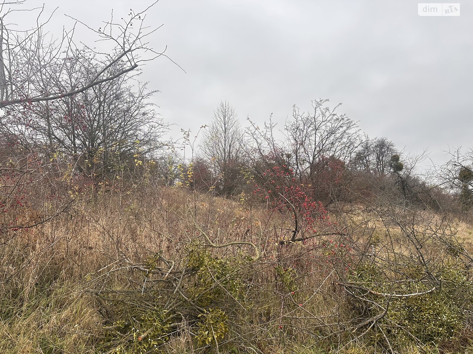 Земельный участок сельскохозяйственного назначения в Писаревке, площадь 16 соток фото 1 Земельный участок сельскохозяйственного назначения в Писаревке, площадь 16 соток фото 1